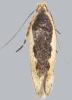 Cosmardia moritzella